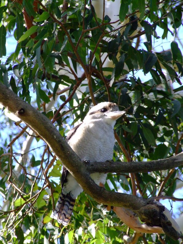 Travel - Australia - Dery Pictures Bush Party - The Lake near Forster